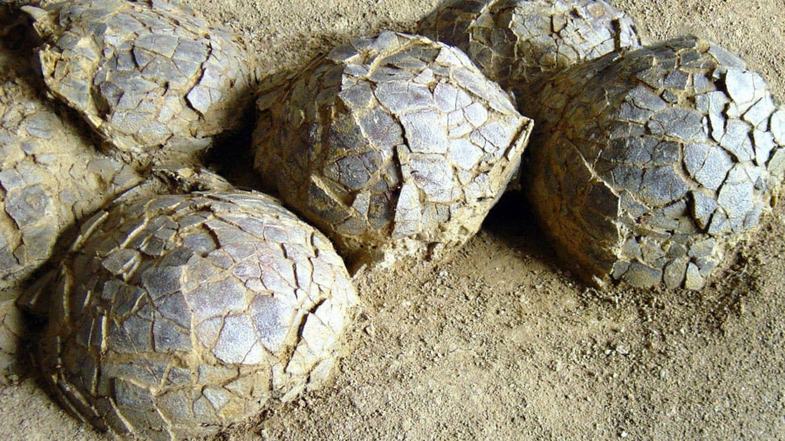Francia descubre 100 huevos de dinosaurio de 72 millones de años Francia descubre 100 huevos de dinosaurio de 72 millones de años