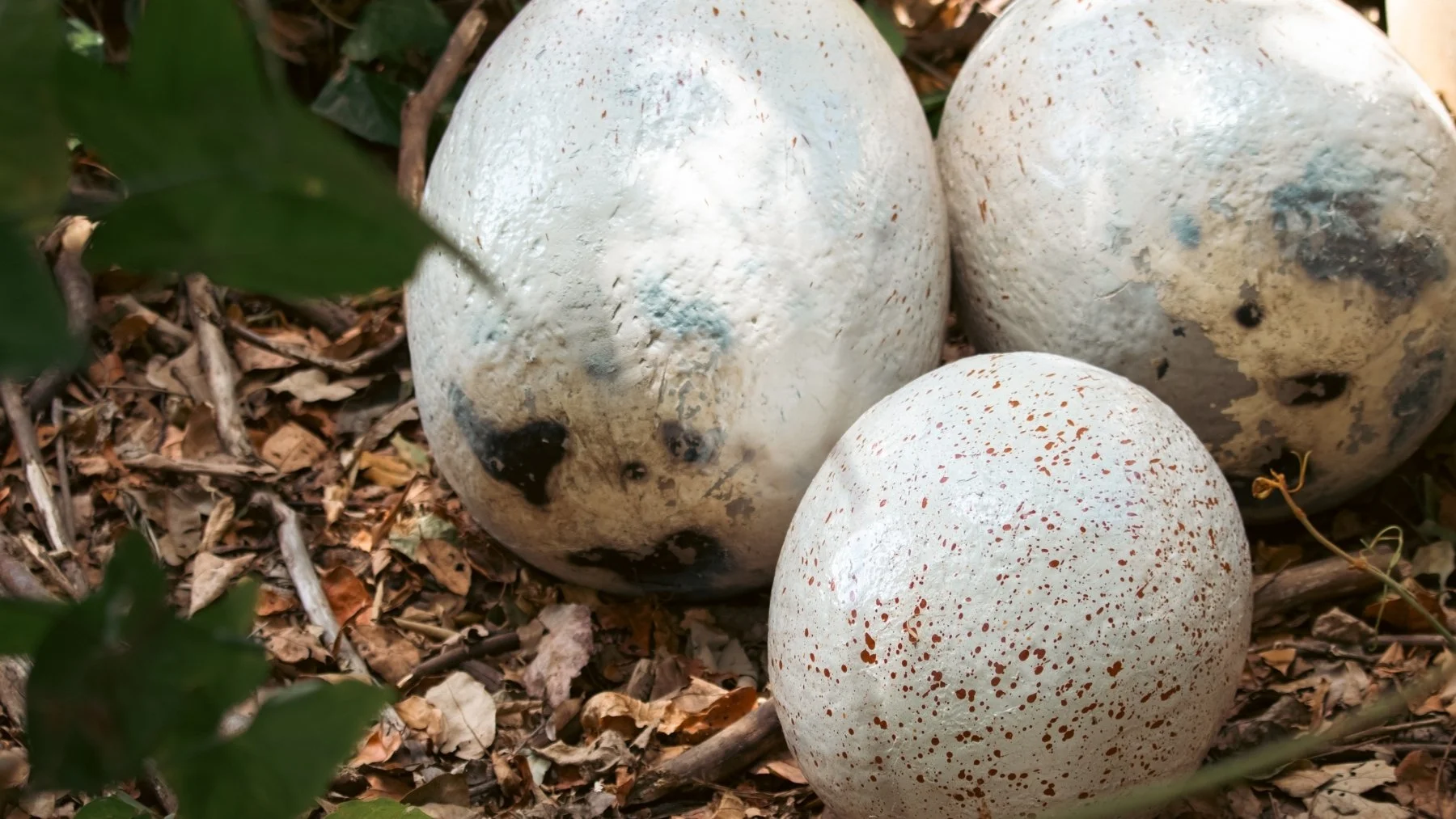 Descubren huevos de dinosaurio de 72 millones de años en España Descubren huevos de dinosaurio de 72 millones de años en España