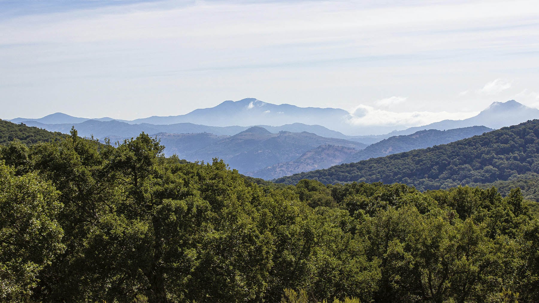 2025 bate récord de vegetación en la Tierra: qué hay detrás del verde que lo cubre todo 2025 bate récord de vegetación en la Tierra: qué hay detrás del verde que lo cubre todo