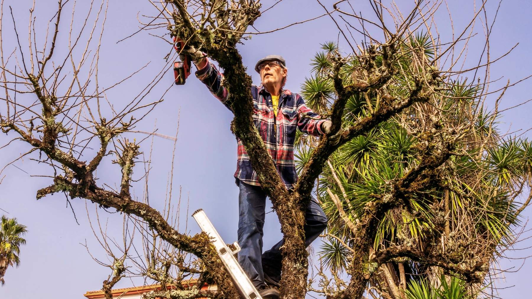 puedes cortar las ramas del árbol del vecino si entran en tu jardín: así lo dice la ley puedes cortar las ramas del árbol del vecino si entran en tu jardín: así lo dice la ley