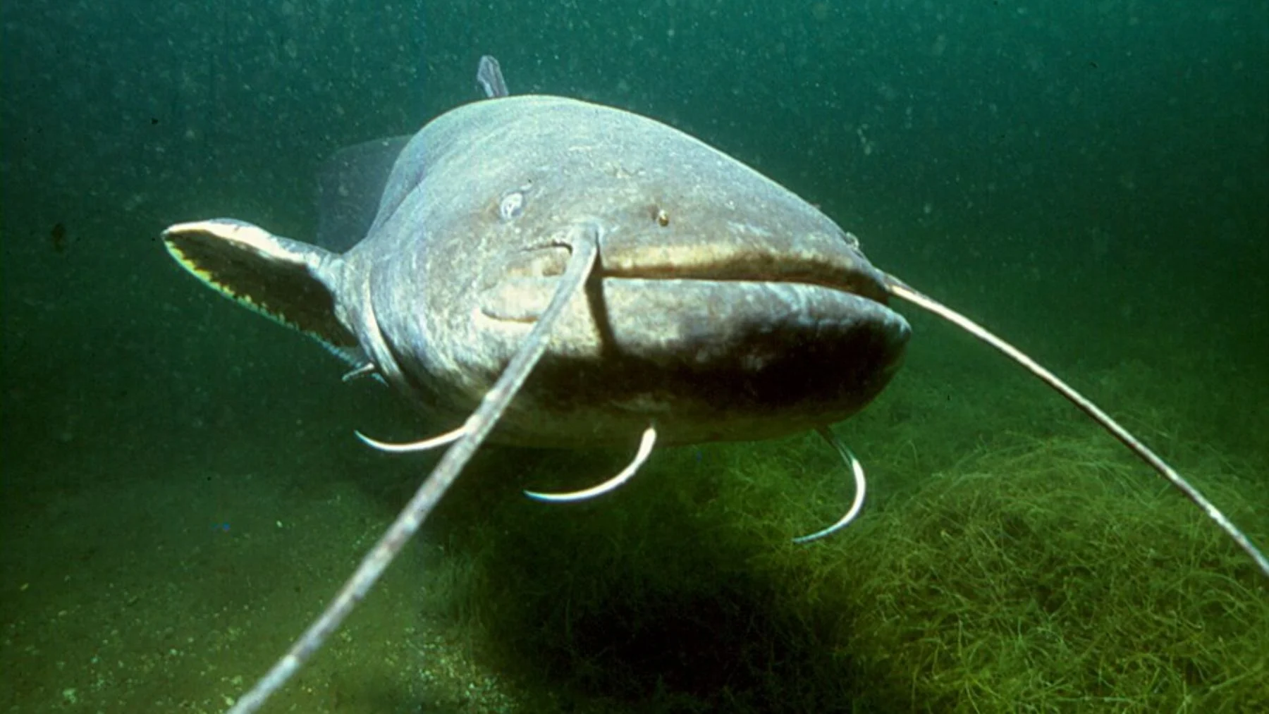 326 especies invasoras en aguas de España y Portugal, un problema creciente 326 especies invasoras en aguas de España y Portugal, un problema creciente