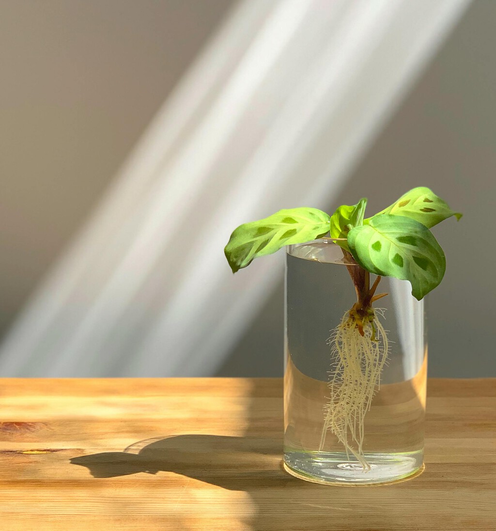 tres plantas de interior que no necesitan tierra para crecer tres plantas de interior que no necesitan tierra para crecer
