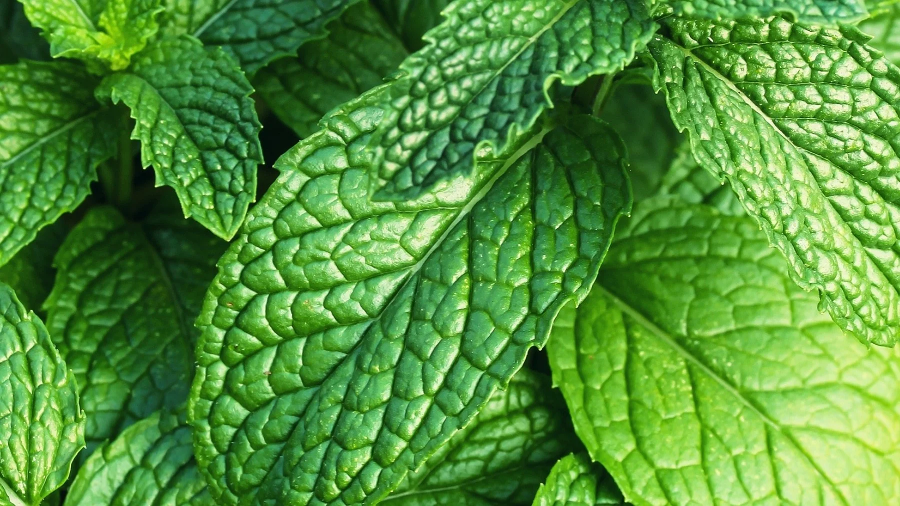cómo cultivar menta sin que arruine tu jardín cómo cultivar menta sin que arruine tu jardín