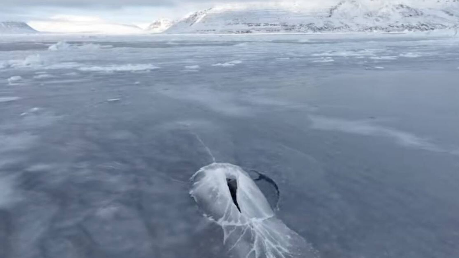 ballena boreal rompe hielo de 60 cm en Groenlandia y sorprende a científicos ballena boreal rompe hielo de 60 cm en Groenlandia y sorprende a científicos