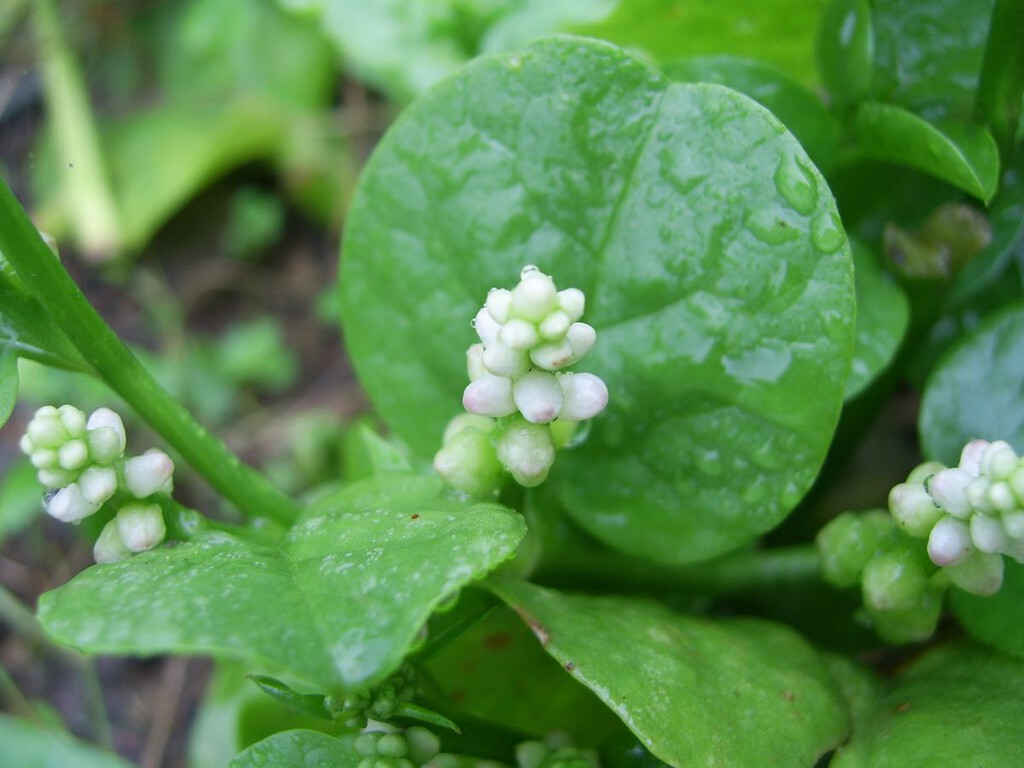 descubre la trepadora comestible que crece a toda velocidad descubre la trepadora comestible que crece a toda velocidad