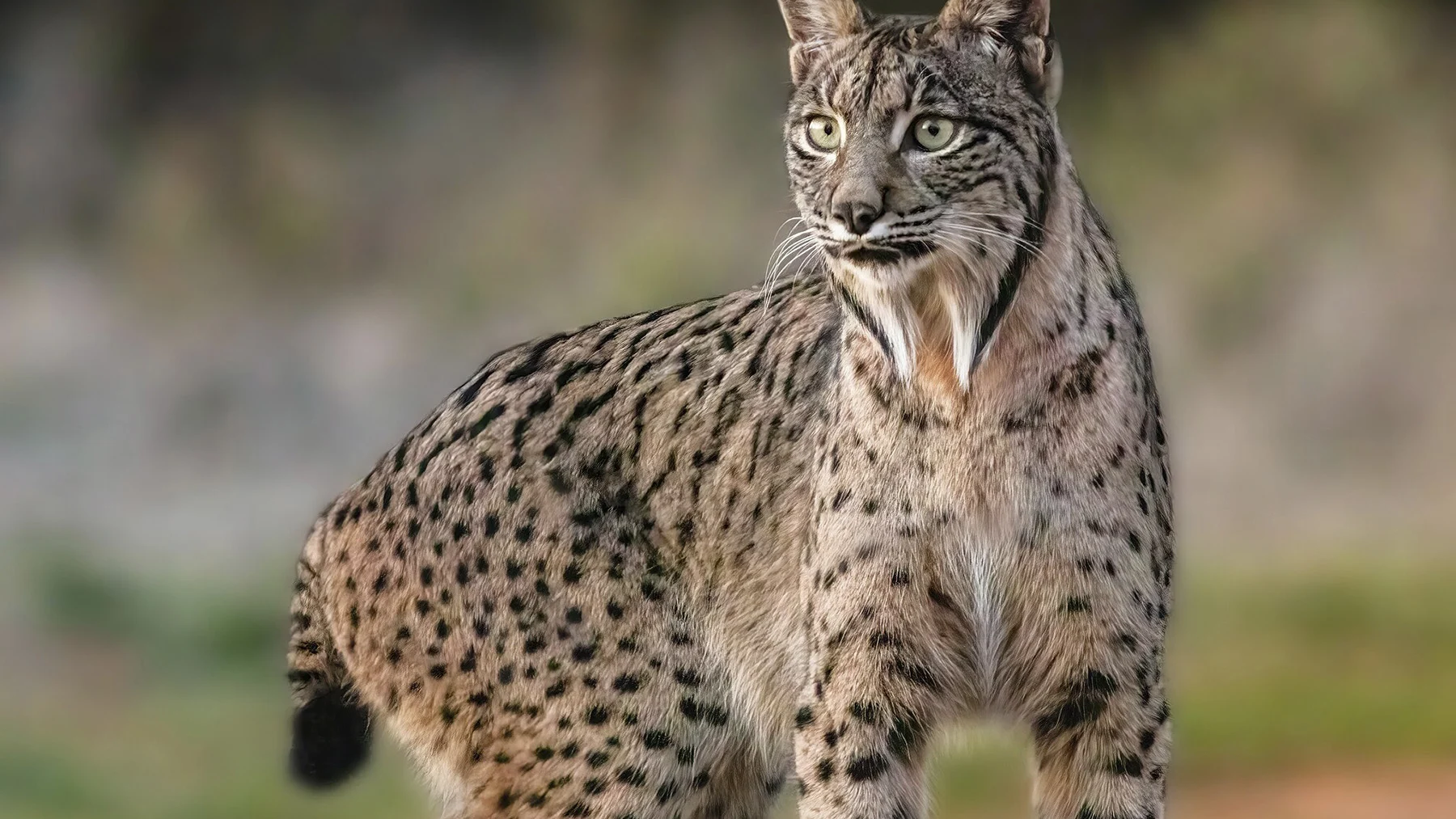 el extraño ritual del lince ibérico: moja sus presas antes de comerlas el extraño ritual del lince ibérico: moja sus presas antes de comerlas