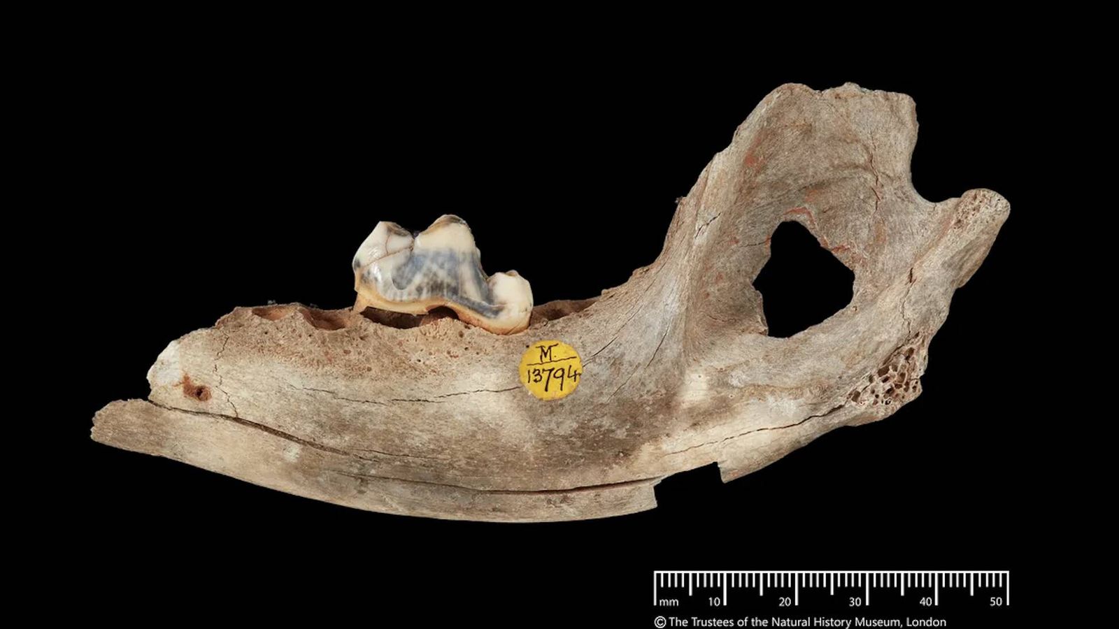 Descubren al primer perro domesticado hace 16 000 años y su vínculo con humanos paleolíticos Descubren al primer perro domesticado hace 16 000 años y su vínculo con humanos paleolíticos