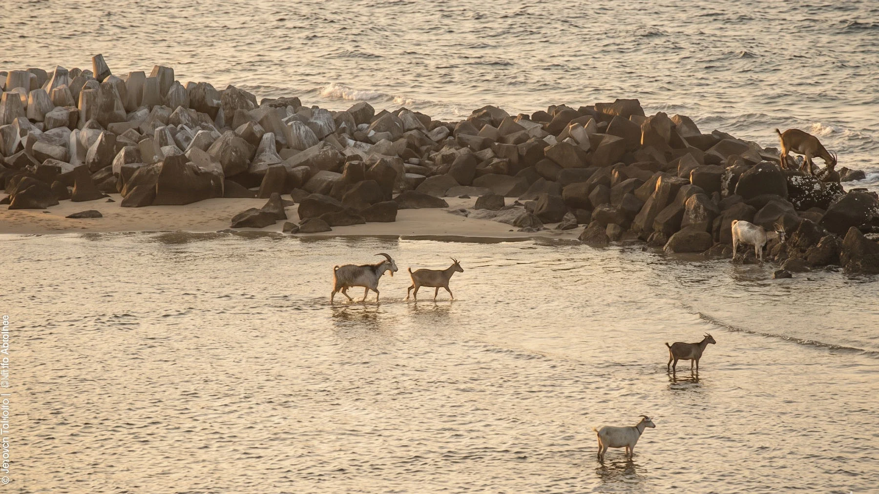 cabras sobreviven 300 años en isla sin agua cabras sobreviven 300 años en isla sin agua