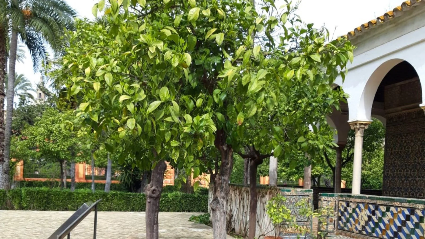 El naranjo más viejo de Sevilla: un árbol del siglo XIV que sigue vivo en el Alcázar El naranjo más viejo de Sevilla: un árbol del siglo XIV que sigue vivo en el Alcázar