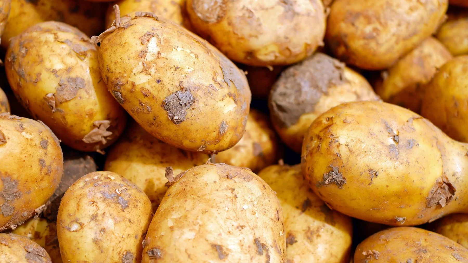 La agricultura española lucha contra el mildiu de la patata con innovadora solución La agricultura española lucha contra el mildiu de la patata con innovadora solución
