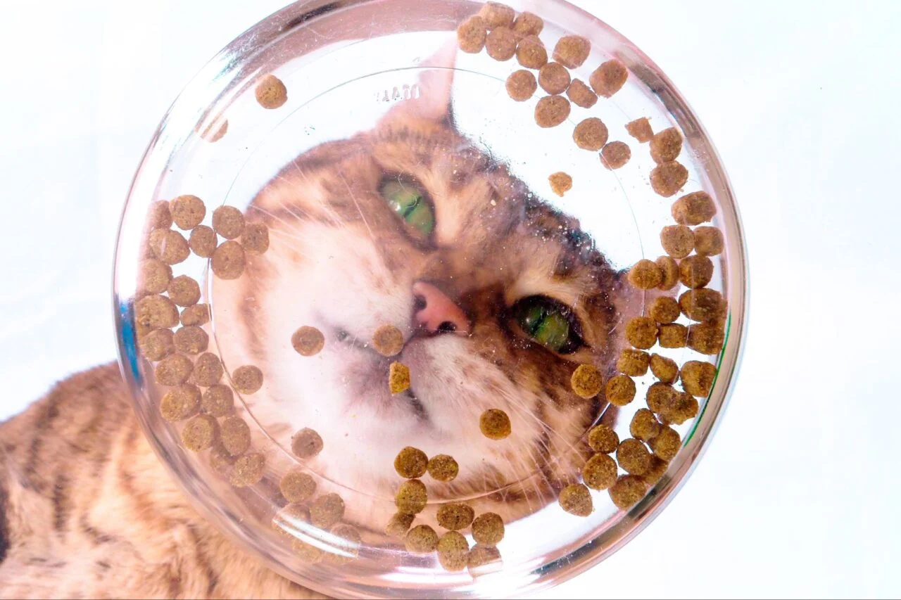por qué tu gato deja comida sin terminar por qué tu gato deja comida sin terminar