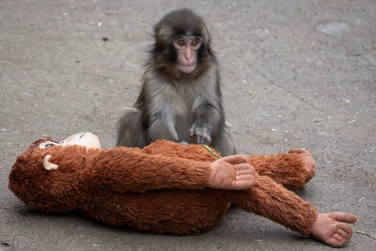 dos hombres arrestados en japón por invadir recinto de mono en zoológico para promocionar criptomoneda dos hombres arrestados en japón por invadir recinto de mono en zoológico para promocionar criptomoneda