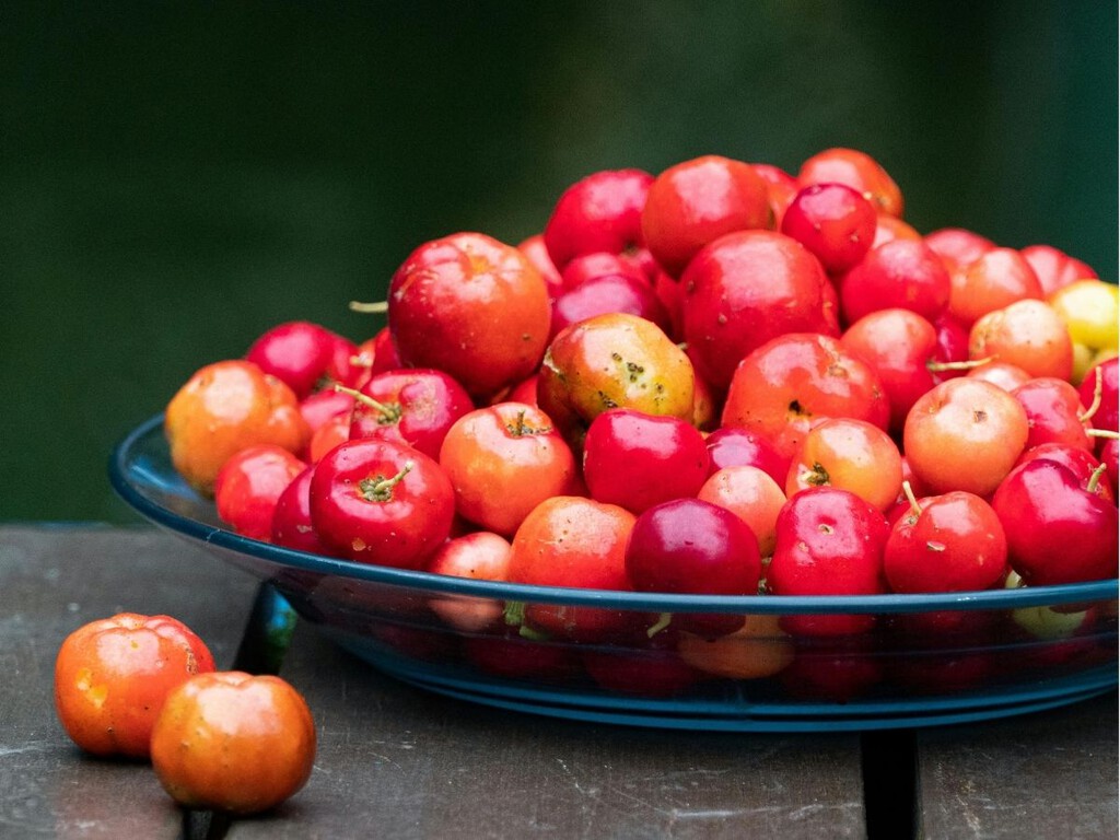 cómo cultivar acerola en casa sin ser experto y llenar tu jardín de color cómo cultivar acerola en casa sin ser experto y llenar tu jardín de color