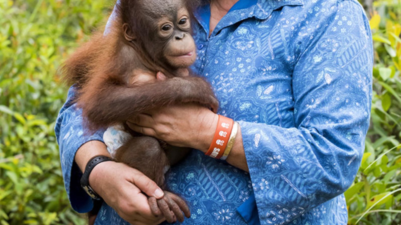 La impactante herencia de Biruté Galdikas: cómo sus 40 años de estudio cambiaron la visión de los orangutanes La impactante herencia de Biruté Galdikas: cómo sus 40 años de estudio cambiaron la visión de los orangutanes