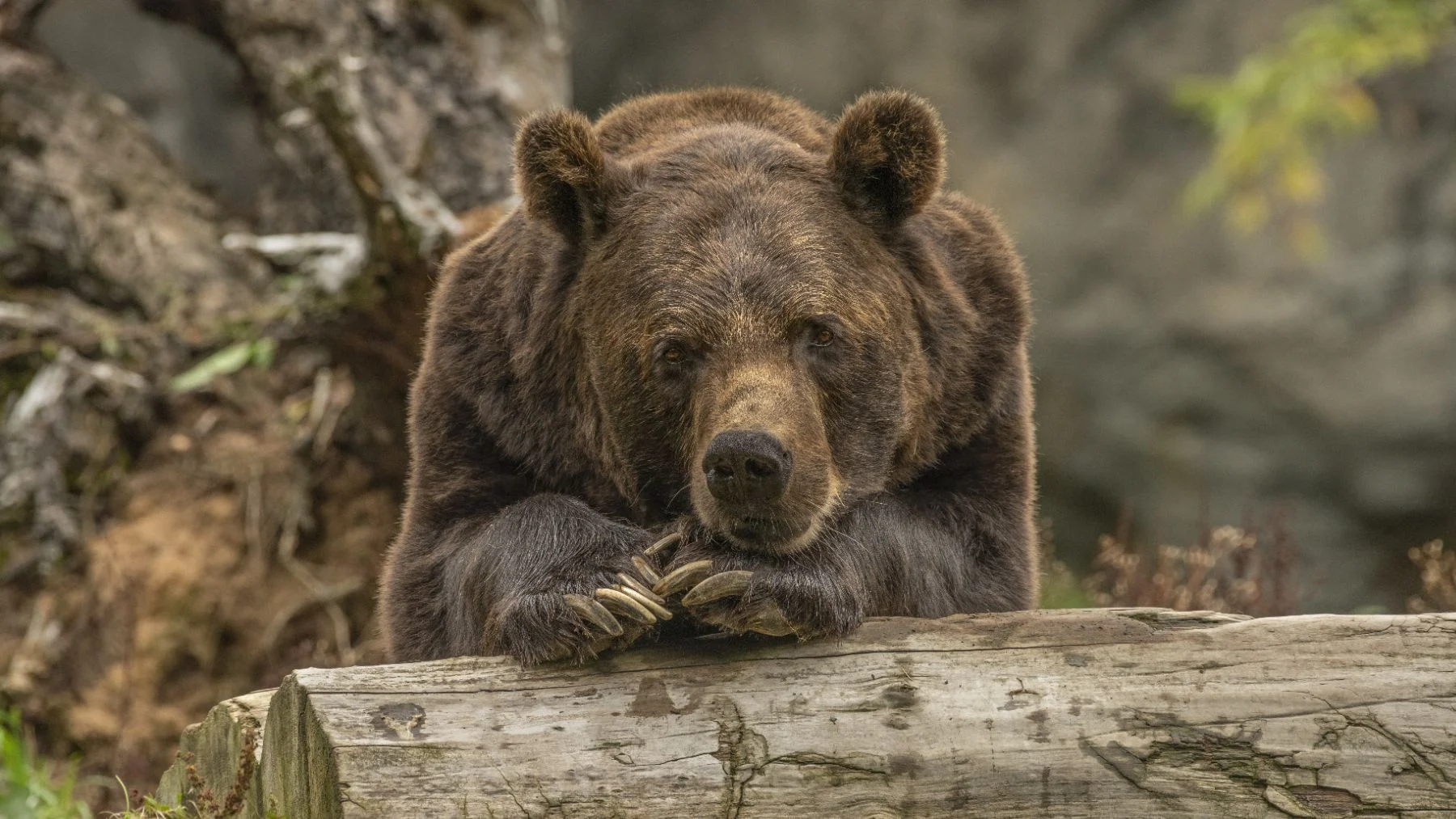 El oso pardo vuelve a España: ya hay más de 400 ejemplares en libertad El oso pardo vuelve a España: ya hay más de 400 ejemplares en libertad