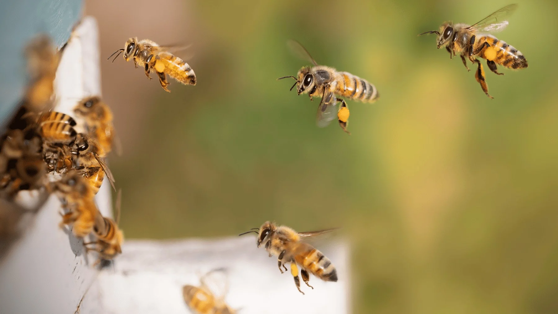 las tripas de las abejas revelan si tu ciudad respeta el medio ambiente las tripas de las abejas revelan si tu ciudad respeta el medio ambiente