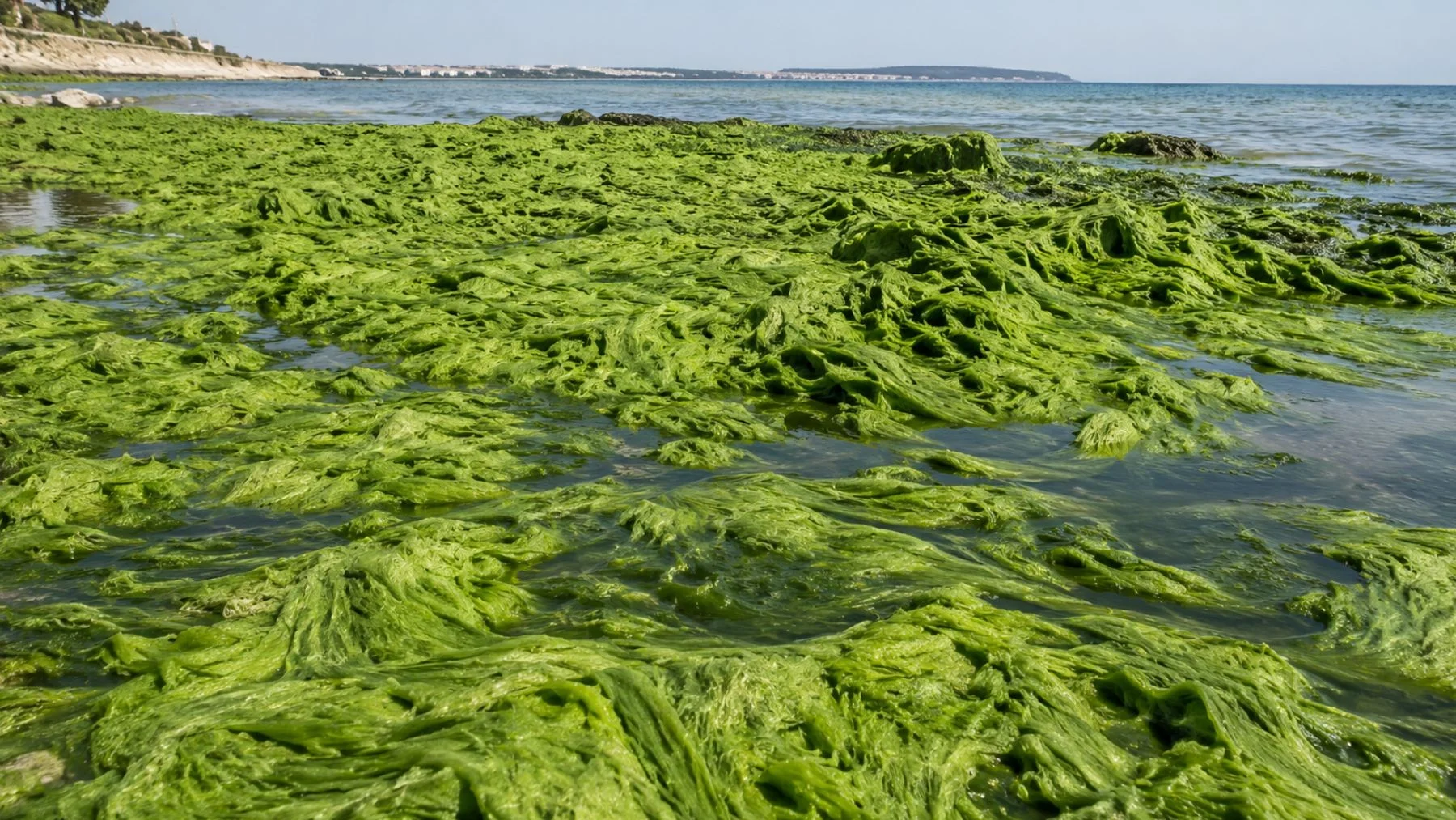 cómo el sargazo se vuelve oro para la agricultura cómo el sargazo se vuelve oro para la agricultura