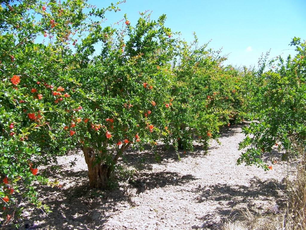 El granado: el árbol que aguanta la sequía y regala superfrutas en otoño El granado: el árbol que aguanta la sequía y regala superfrutas en otoño