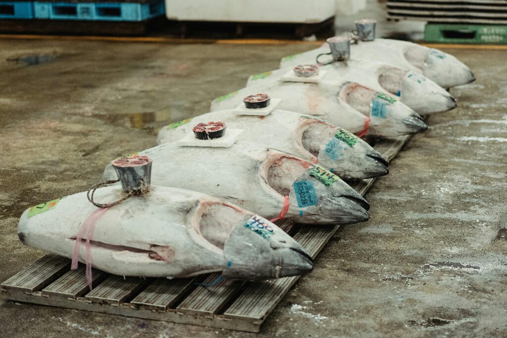 Pescador furtivo en Murcia captura atún rojo de 400 kilos y enfrenta multa de 600.000 euros
