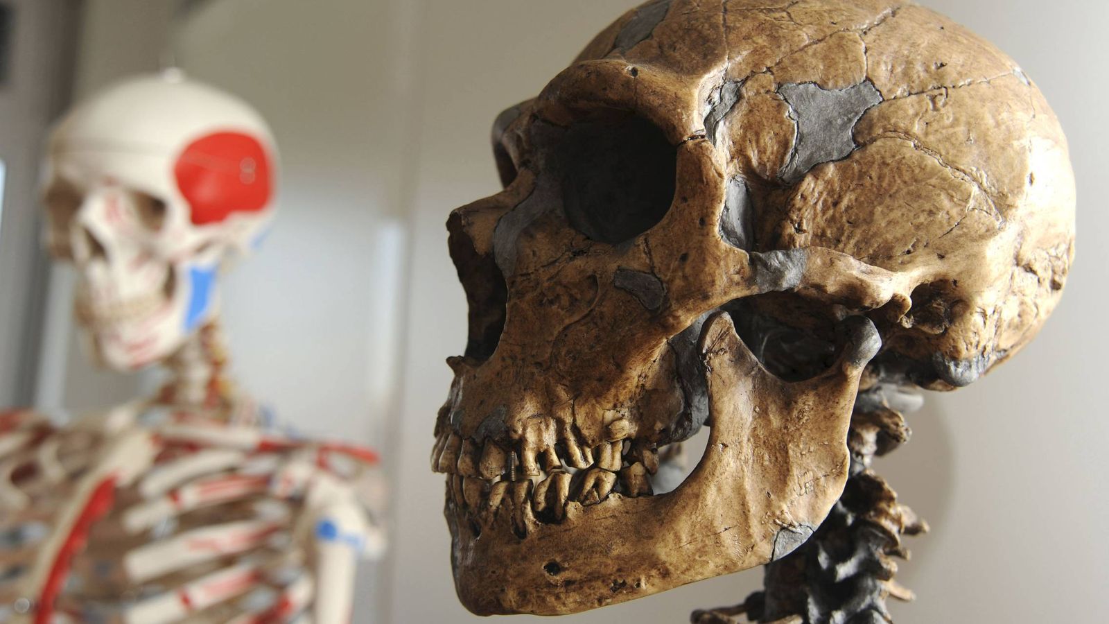 El ADN neandertal revela por qué los humanos aceleramos su extinción El ADN neandertal revela por qué los humanos aceleramos su extinción