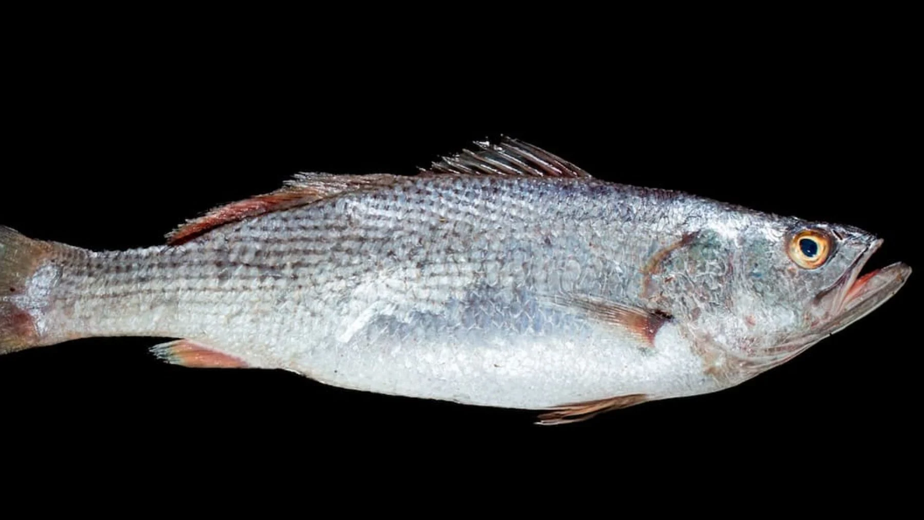 Un estudio revela que en Ecuador venden tiburones como corvina en los mercados Un estudio revela que en Ecuador venden tiburones como corvina en los mercados