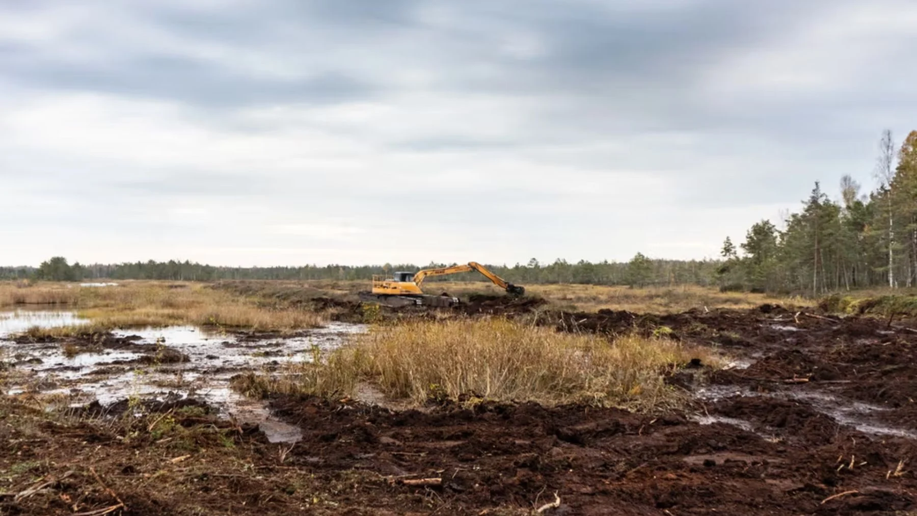 inundar cultivos para salvar ecosistemas: el conflicto estonio que está arriesgando la agricultura inundar cultivos para salvar ecosistemas: el conflicto estonio que está arriesgando la agricultura