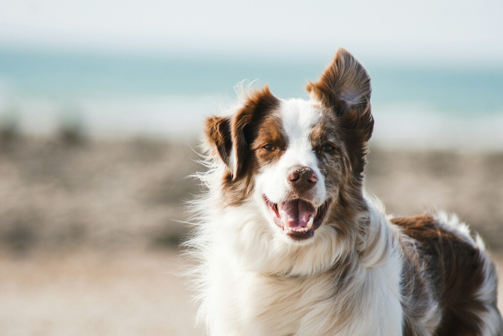 el sorprendente regreso del cerebro de los perros: ¿más grande ahora? el sorprendente regreso del cerebro de los perros: ¿más grande ahora?