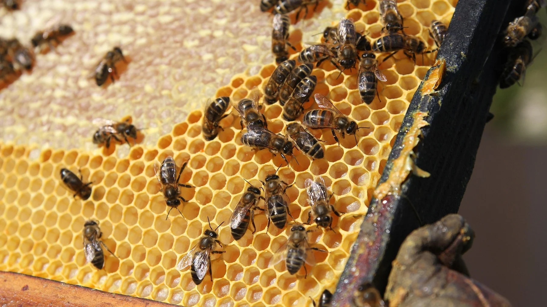 pesticidas en la miel y cera de abejas en méxico pesticidas en la miel y cera de abejas en méxico