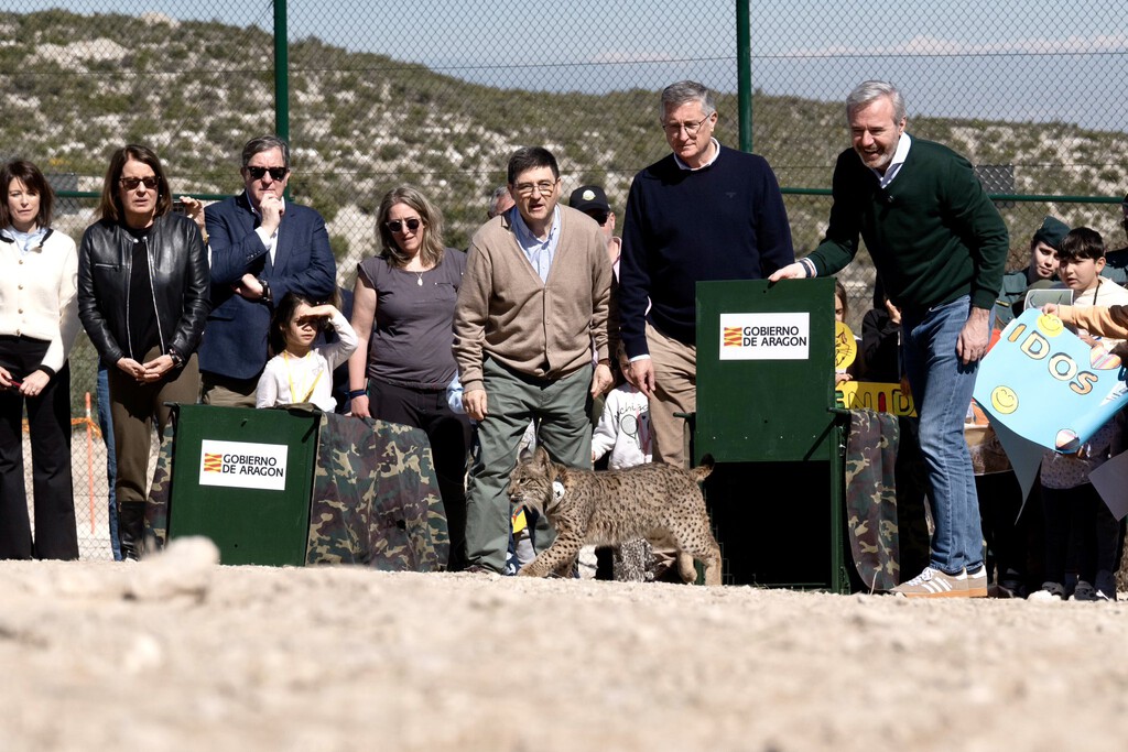 Reintroducción del lince ibérico en Aragón: ¿conservación o marketing político? Reintroducción del lince ibérico en Aragón: ¿conservación o marketing político?