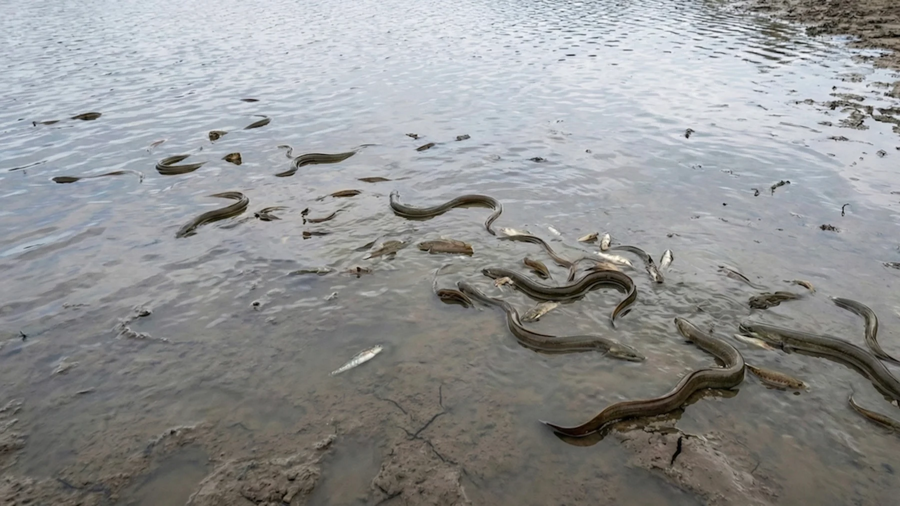 Expertos alertan de riesgo para especies protegidas al vaciar un embalse en La Rioja Expertos alertan de riesgo para especies protegidas al vaciar un embalse en La Rioja