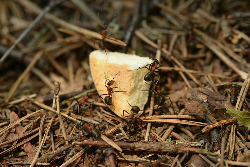 elimina hormigas en casa sin químicos y sin líos elimina hormigas en casa sin químicos y sin líos