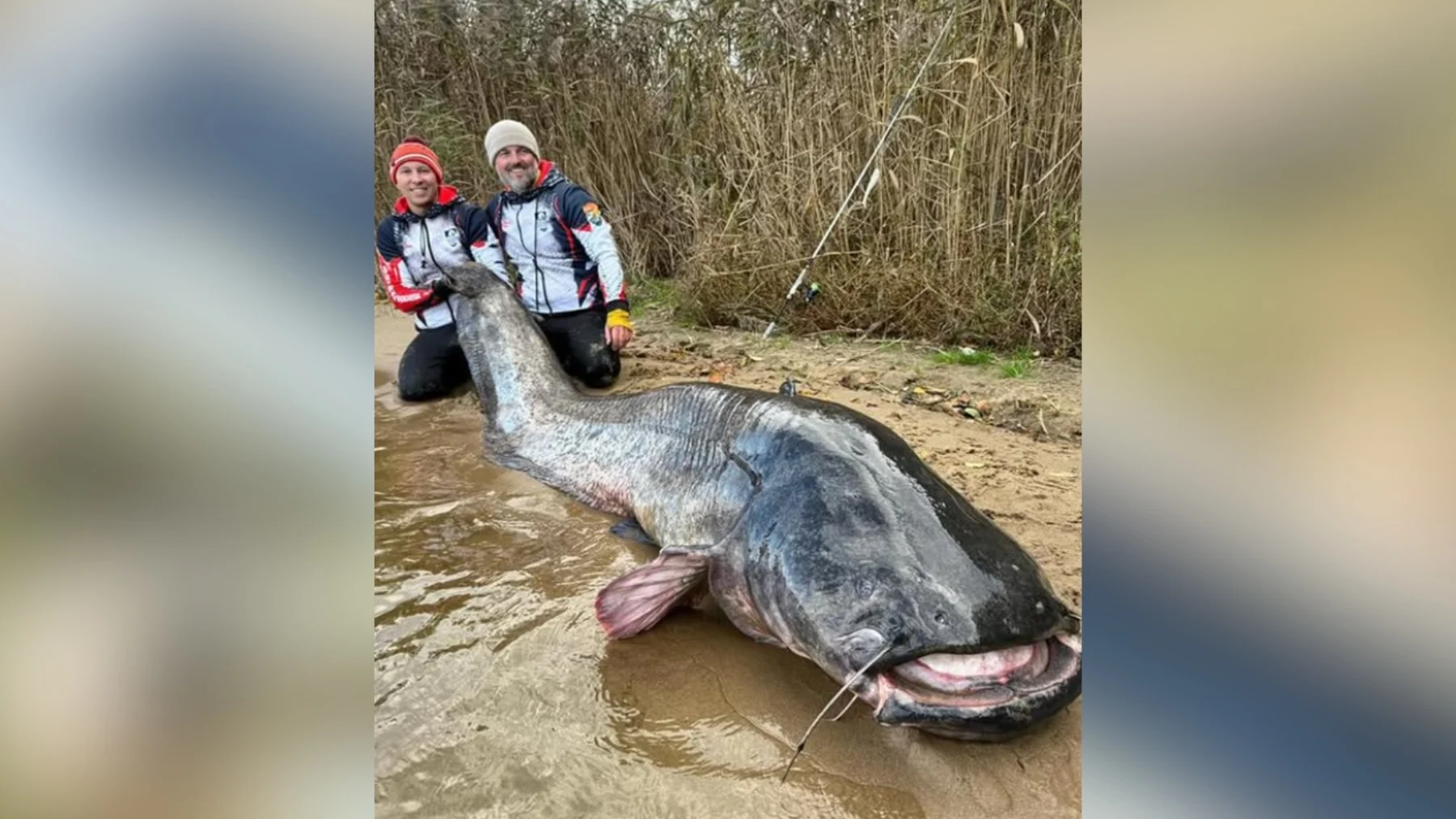 siluro gigante de 3 metros rompe récord mundial siluro gigante de 3 metros rompe récord mundial