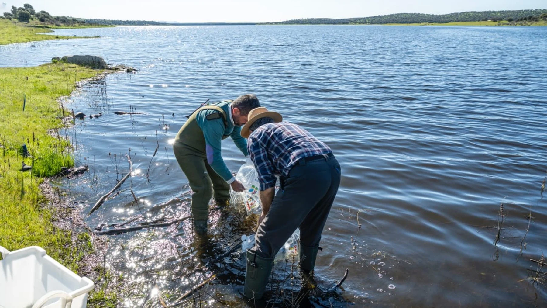 el embalse de alcollarín expulsa al 91% del pez invasor y recupera sus peces autóctonos el embalse de alcollarín expulsa al 91% del pez invasor y recupera sus peces autóctonos