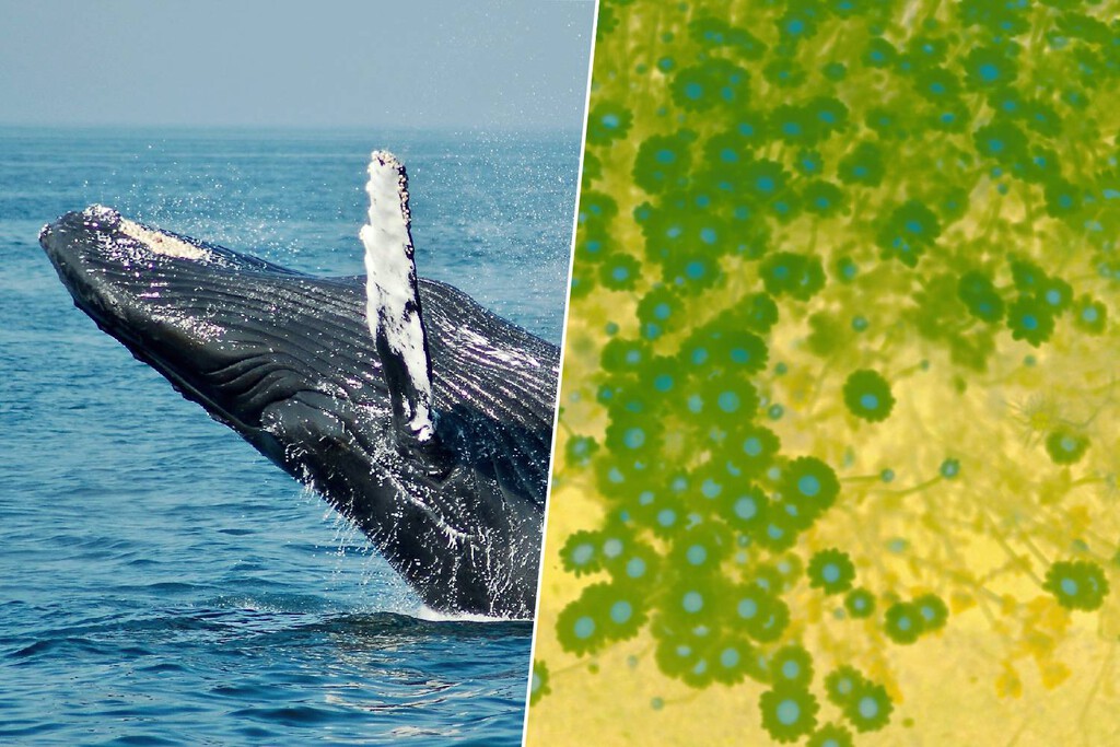 heces de ballenas: el secreto que alimenta el océano heces de ballenas: el secreto que alimenta el océano