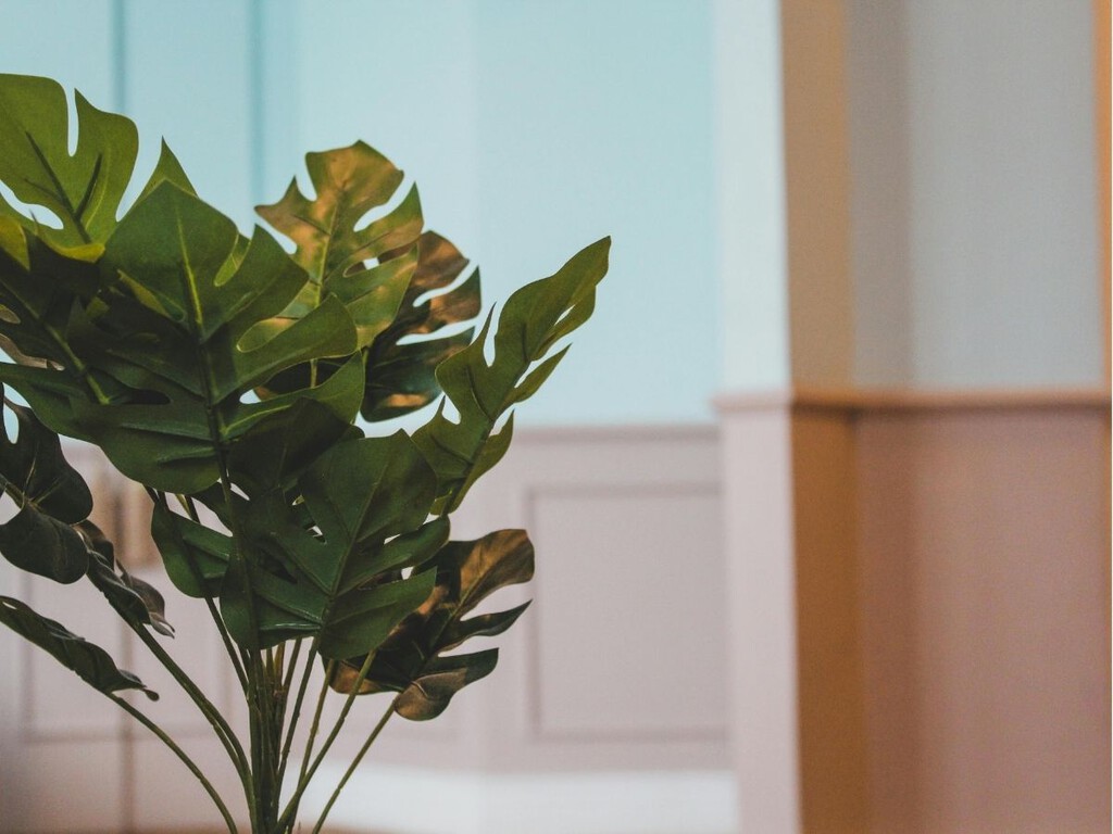 plantas de interior que casi se cuidan solas en primavera plantas de interior que casi se cuidan solas en primavera