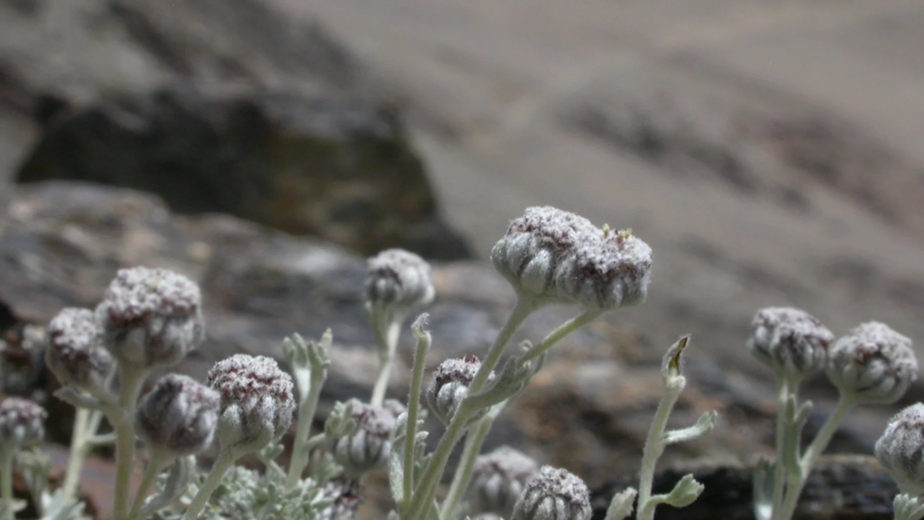 Solo quedan 2000 ejemplares de manzanilla de Sierra Nevada en peligro de extinción Solo quedan 2000 ejemplares de manzanilla de Sierra Nevada en peligro de extinción
