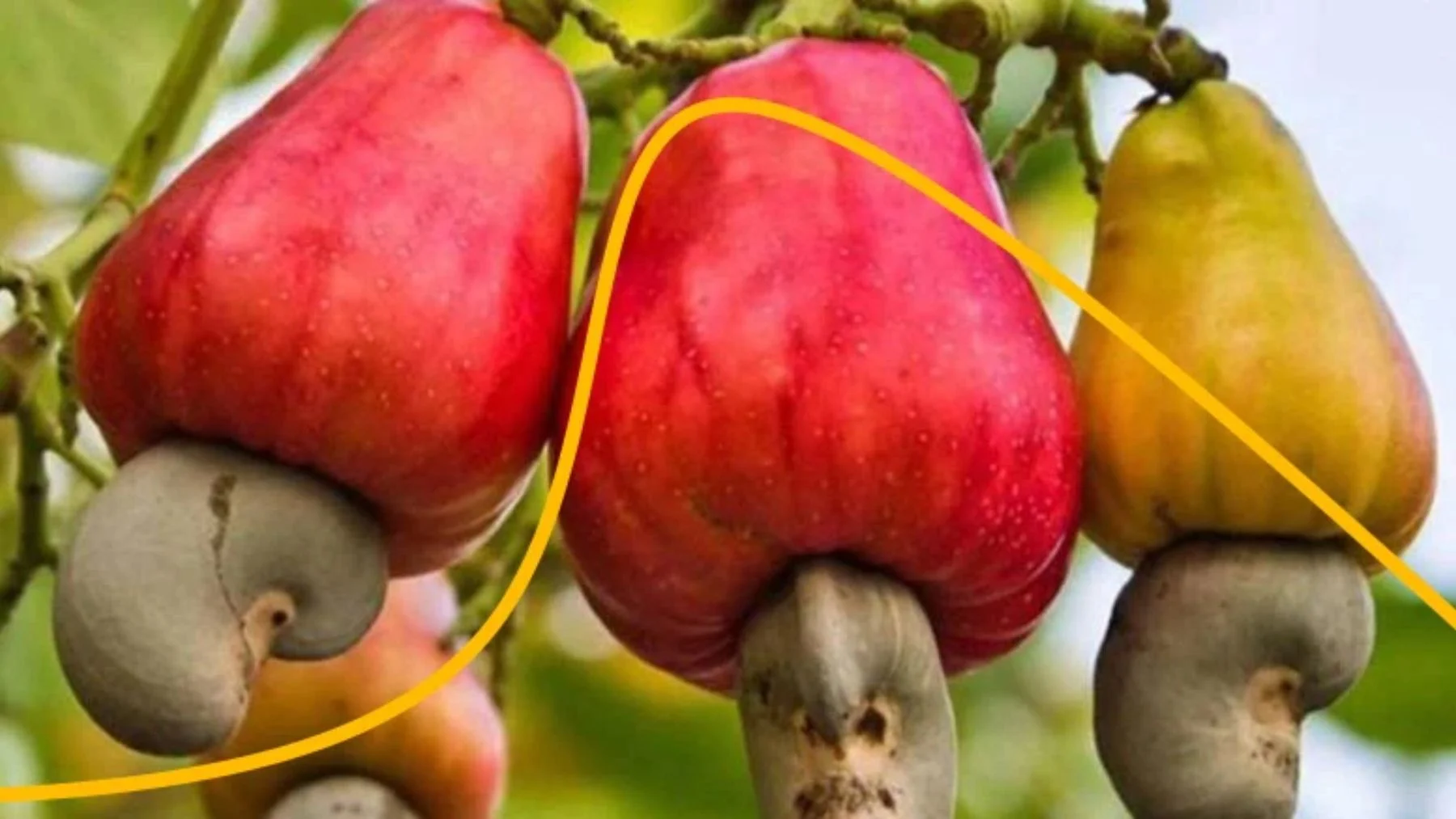 cómo panamá lucha por salvar el marañón, la fruta de la memoria cómo panamá lucha por salvar el marañón, la fruta de la memoria