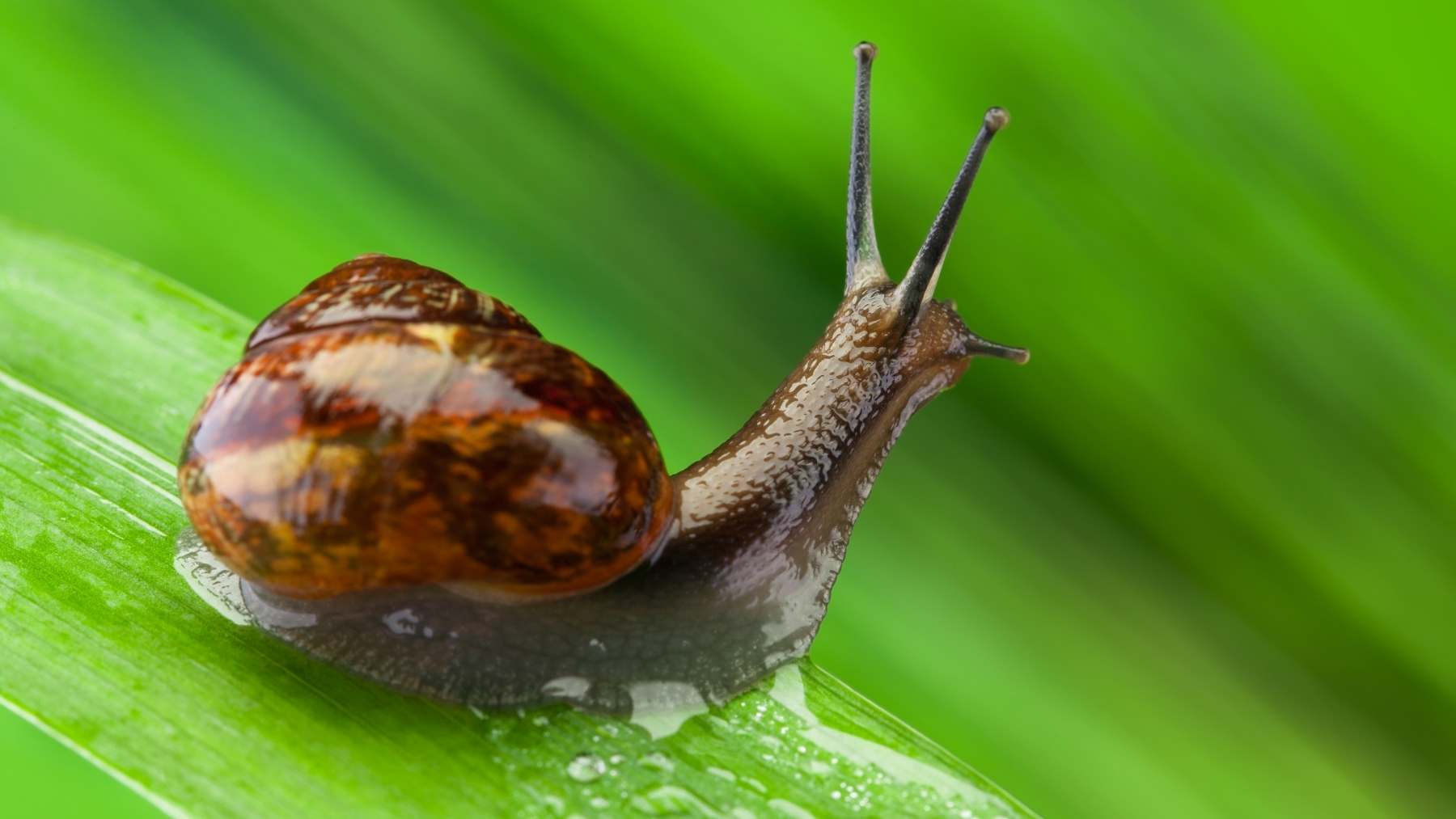 caracoles de Hawái regresan a bosques después de décadas de conservación caracoles de Hawái regresan a bosques después de décadas de conservación
