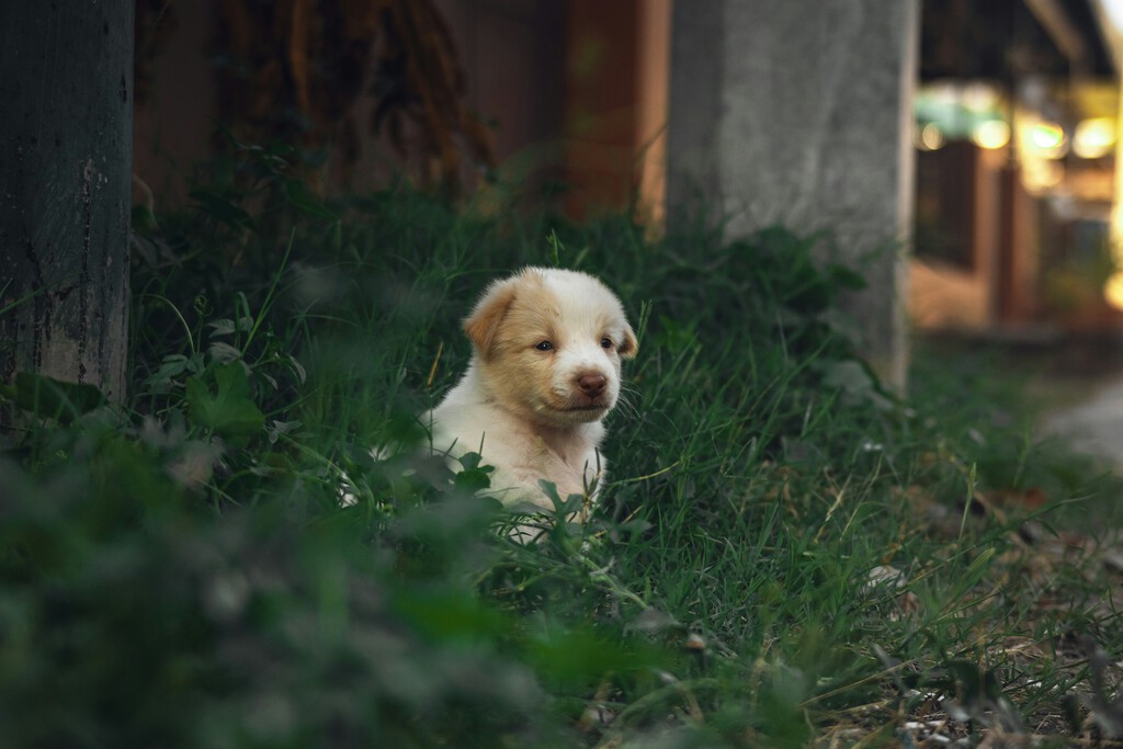 el perro más antiguo: un cachorro de 15.800 años reescribe la historia el perro más antiguo: un cachorro de 15.800 años reescribe la historia