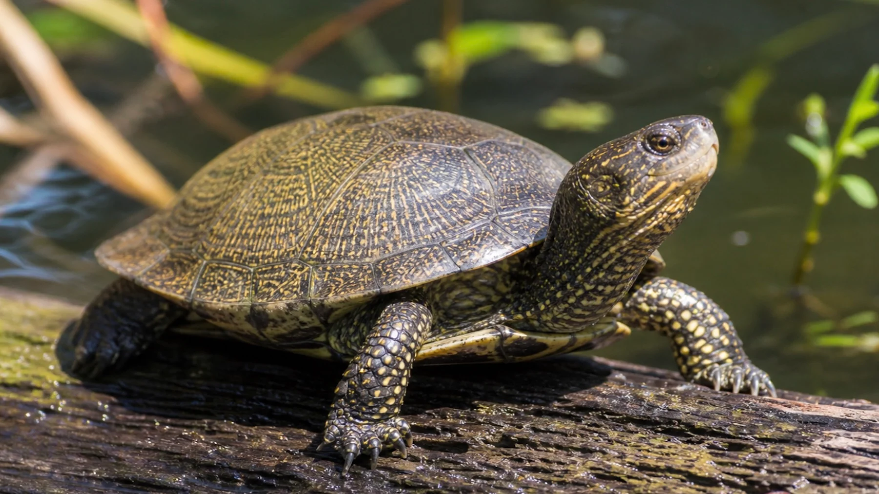 la tortuga ibérica vence a la invasora en Valencia y recupera su hábitat la tortuga ibérica vence a la invasora en Valencia y recupera su hábitat