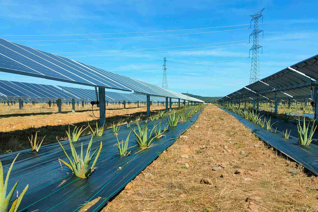 México apuesta por la agrovoltaica para proteger la tierra y generar energía México apuesta por la agrovoltaica para proteger la tierra y generar energía