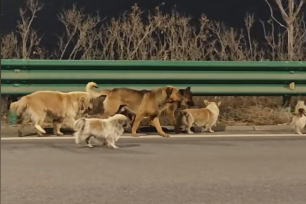 El engaño viral de los siete perros en la autopista china: cómo la IA creó una fuga épica El engaño viral de los siete perros en la autopista china: cómo la IA creó una fuga épica