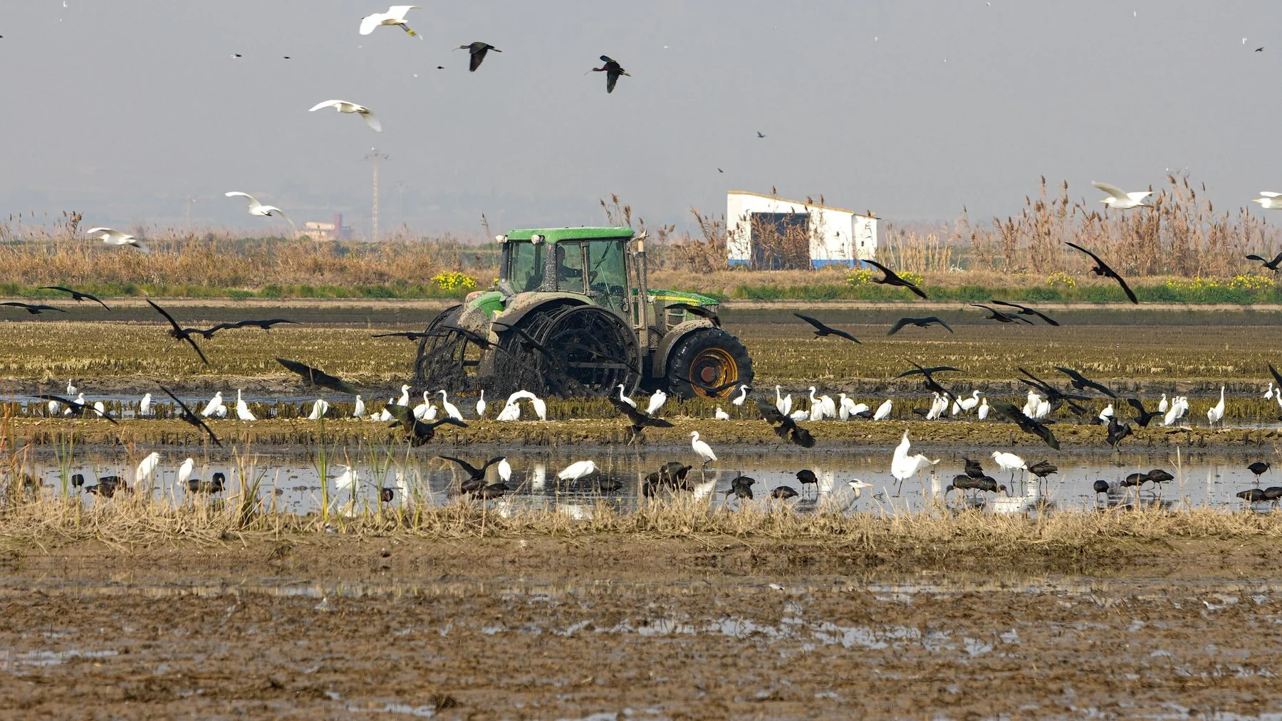 plaga de cítricos en Valencia: agricultores piden ayuda urgente plaga de cítricos en Valencia: agricultores piden ayuda urgente