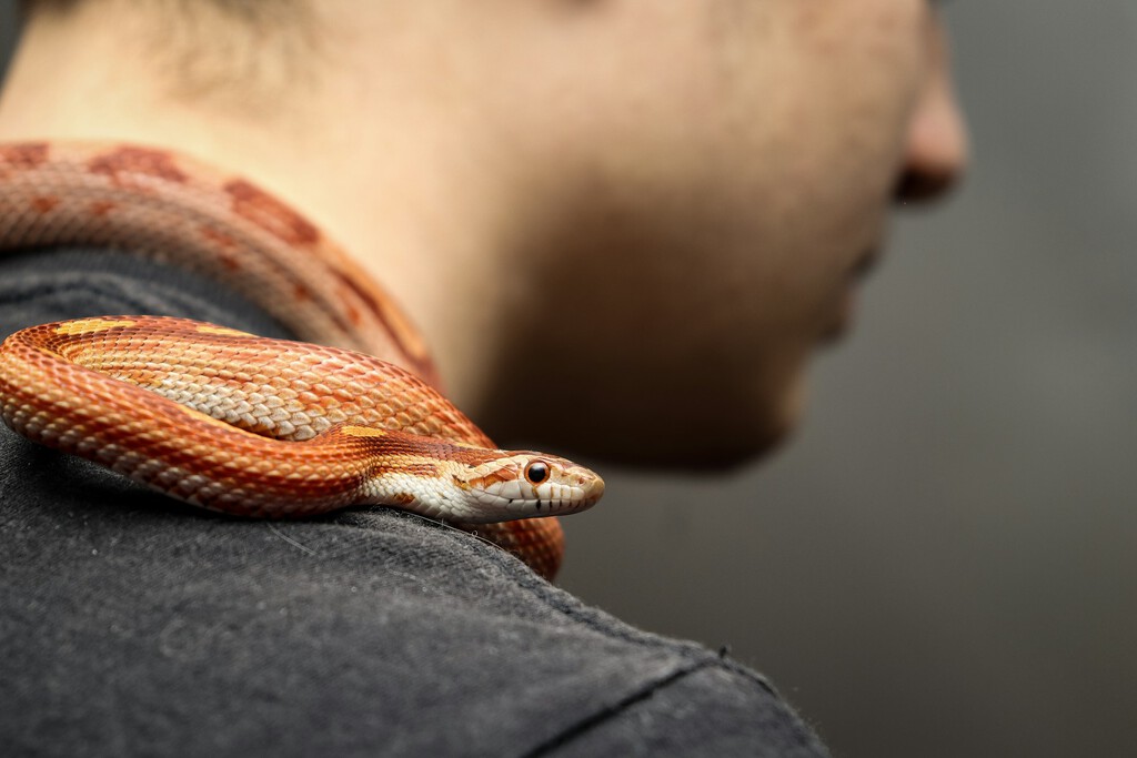 los snake bros: youtubers que juegan con serpientes venenosas para hacerse virales los snake bros: youtubers que juegan con serpientes venenosas para hacerse virales