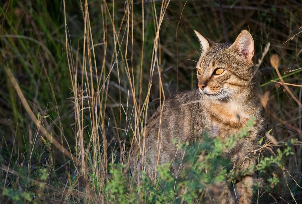 gato montés en peligro: la crisis que oculta la recuperación del lince gato montés en peligro: la crisis que oculta la recuperación del lince