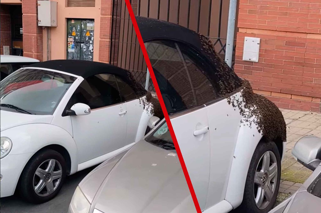 Enjambre de miles de abejas cubre un Volkswagen Beetle en Huelva: qué hacer si te pasa Enjambre de miles de abejas cubre un Volkswagen Beetle en Huelva: qué hacer si te pasa