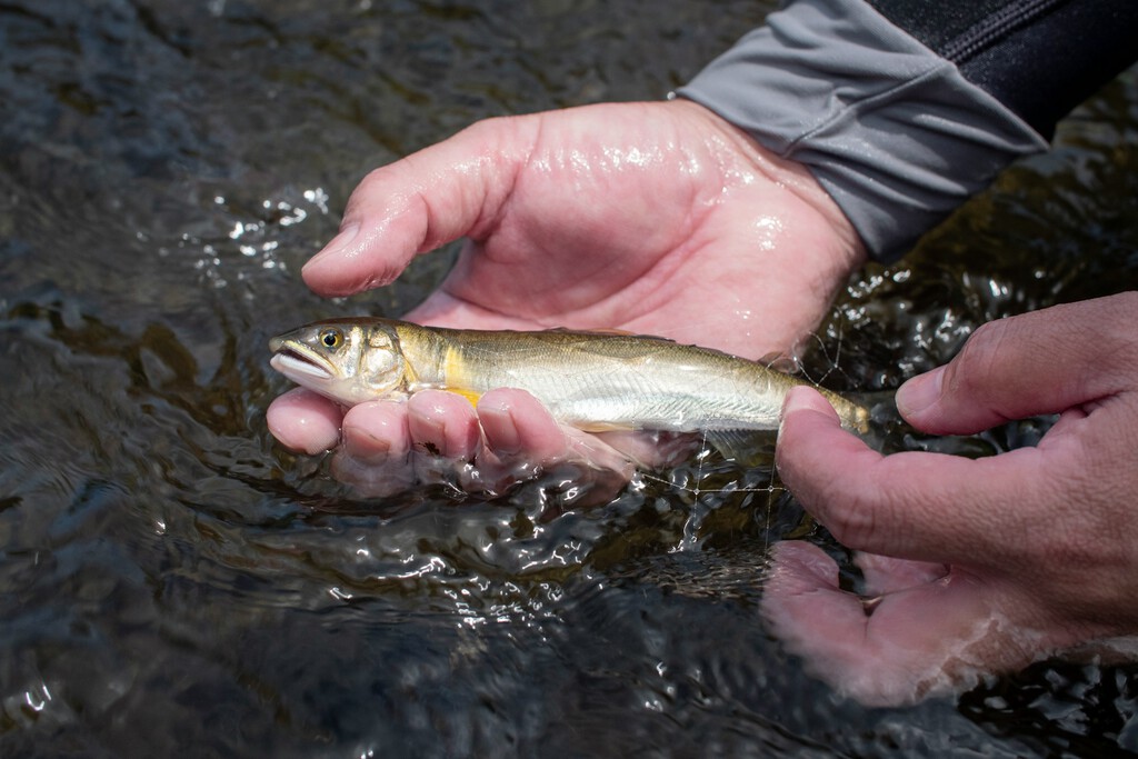 las poblaciones de peces migratorios han caído un 81%: la amenaza invisible las poblaciones de peces migratorios han caído un 81%: la amenaza invisible