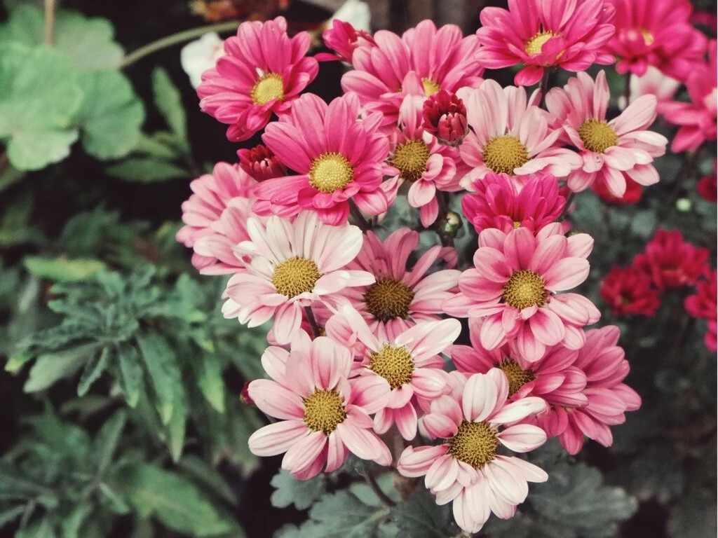 plantas que se multiplican y llenan tu jardín de color plantas que se multiplican y llenan tu jardín de color