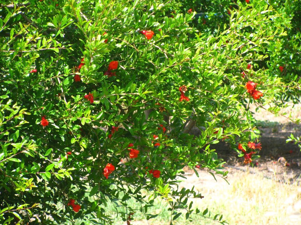 Descubre el granado: el árbol frutal que no rompe el suelo Descubre el granado: el árbol frutal que no rompe el suelo