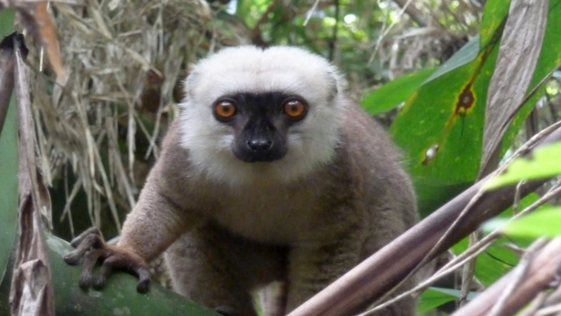Nacen gemelos de lémur de cara blanca en Madrid, una especie en alto riesgo de extinción Nacen gemelos de lémur de cara blanca en Madrid, una especie en alto riesgo de extinción